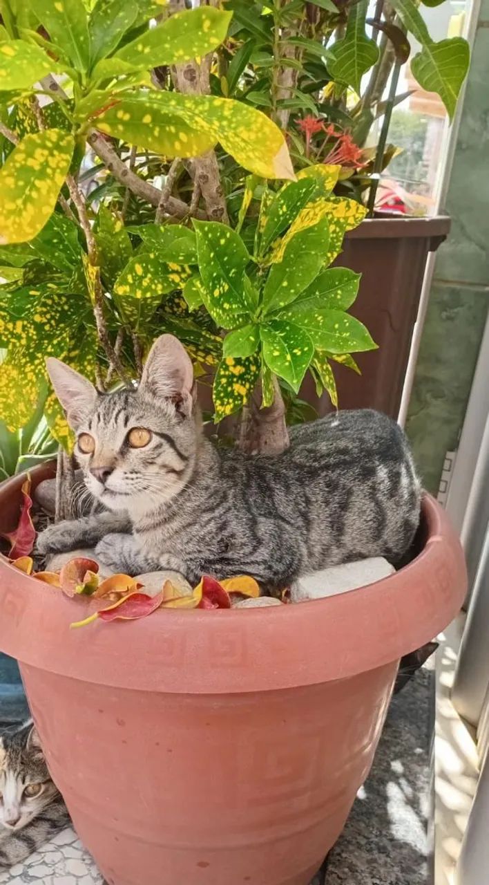 Gato  - Foto 2