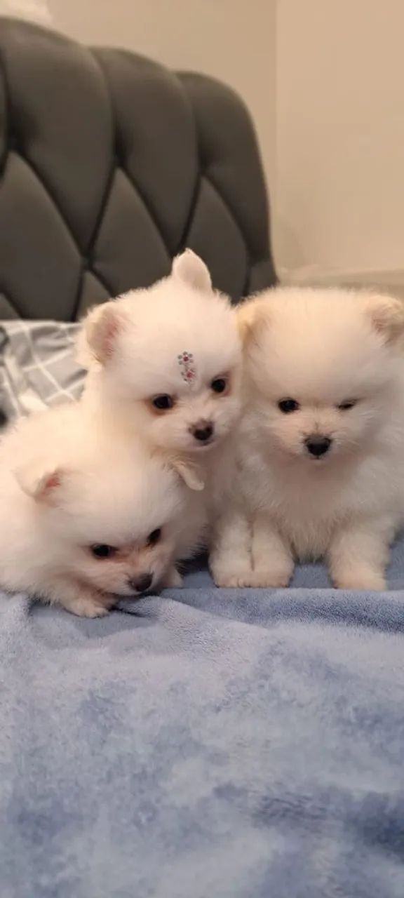 filhotes cachorro  Spitz alemão  - Foto 4