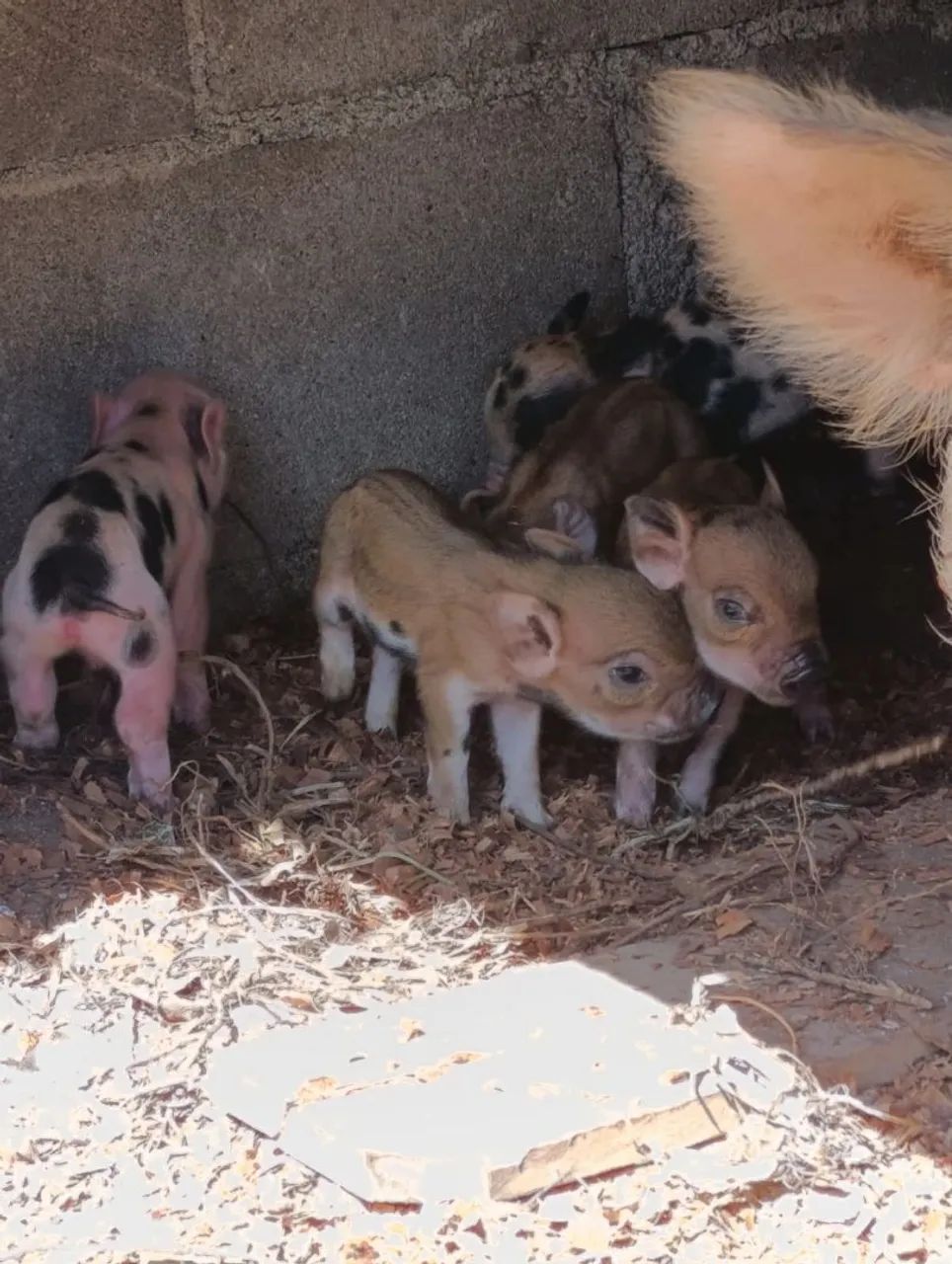 Mini Pig 