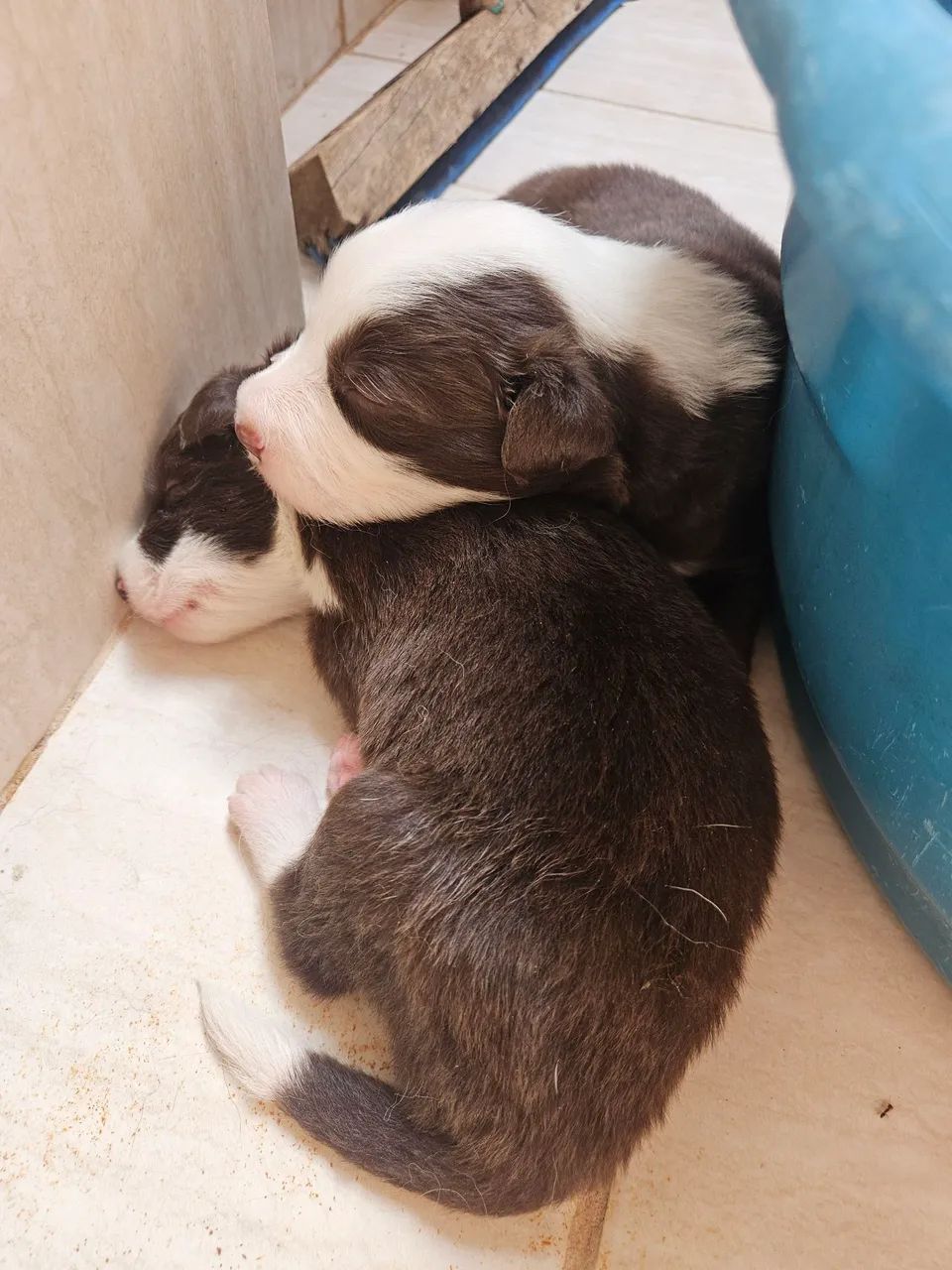 Border Collie - Foto 2
