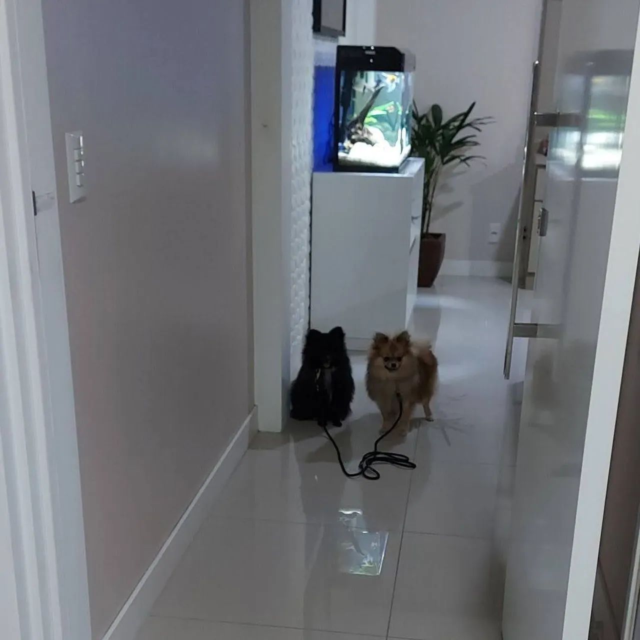 Adestramento cães  - Foto 3