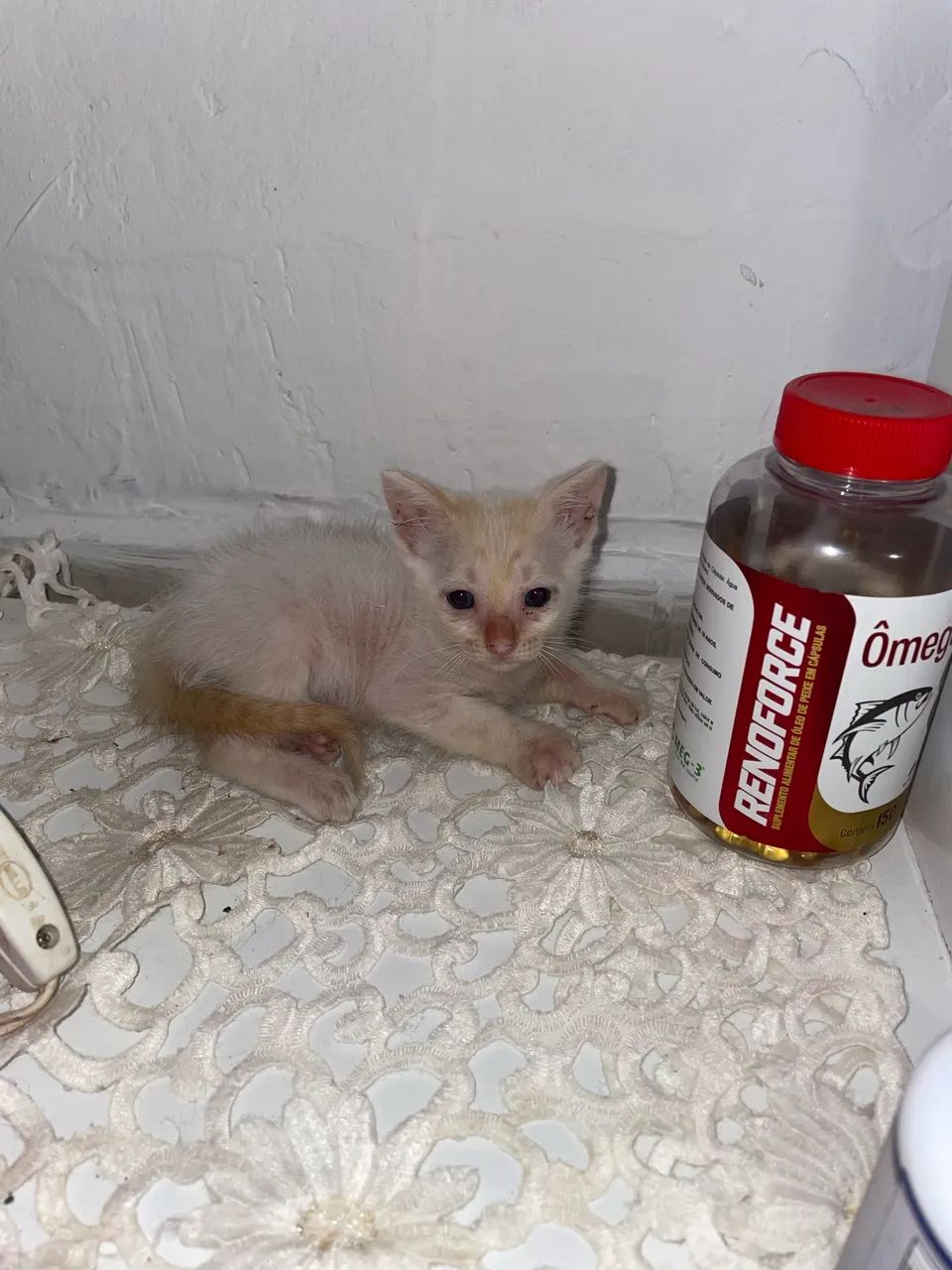 Doação de gatinho 