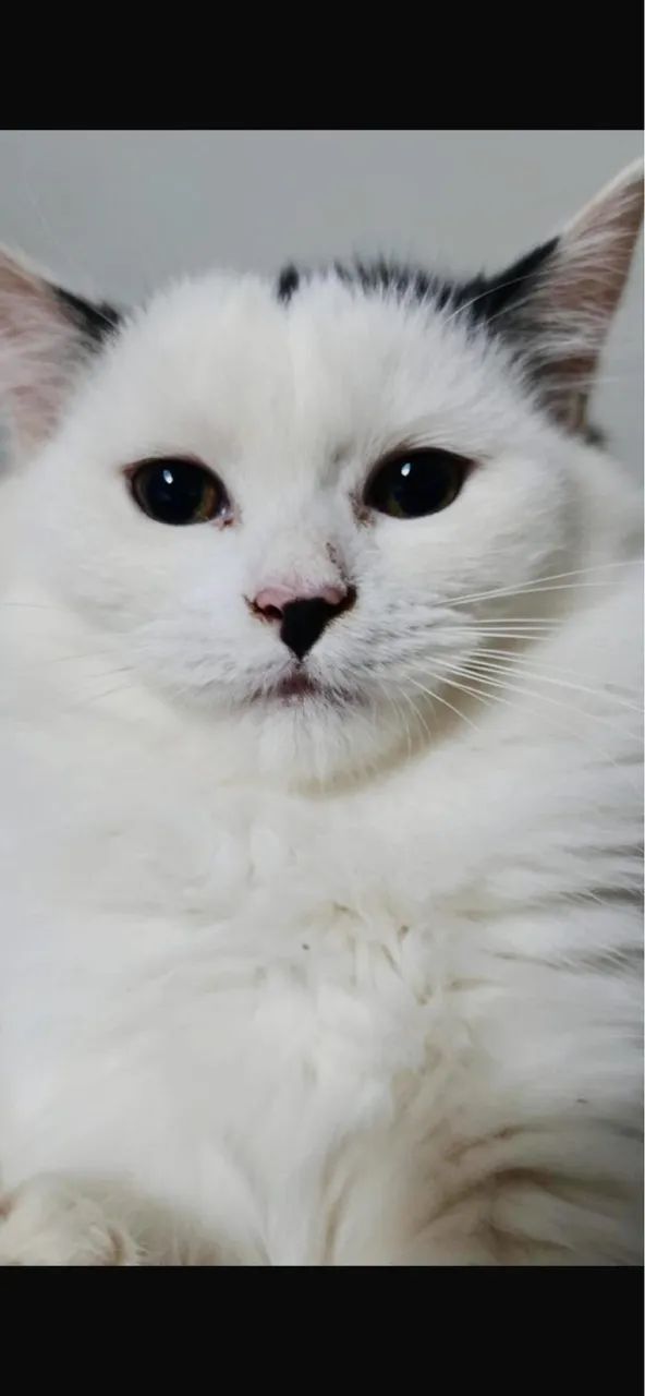 Angora Turco