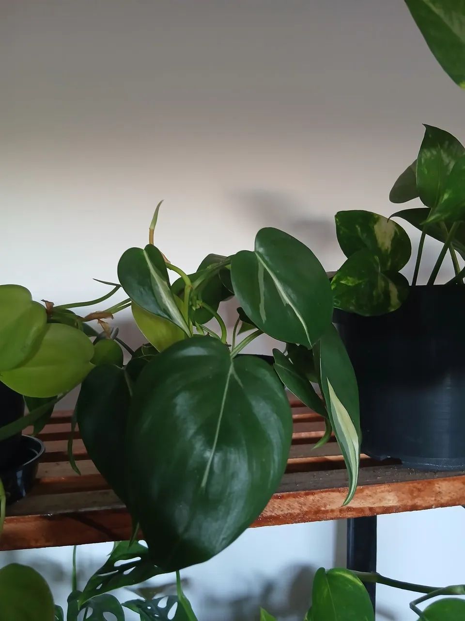 Plantas  - Foto 5