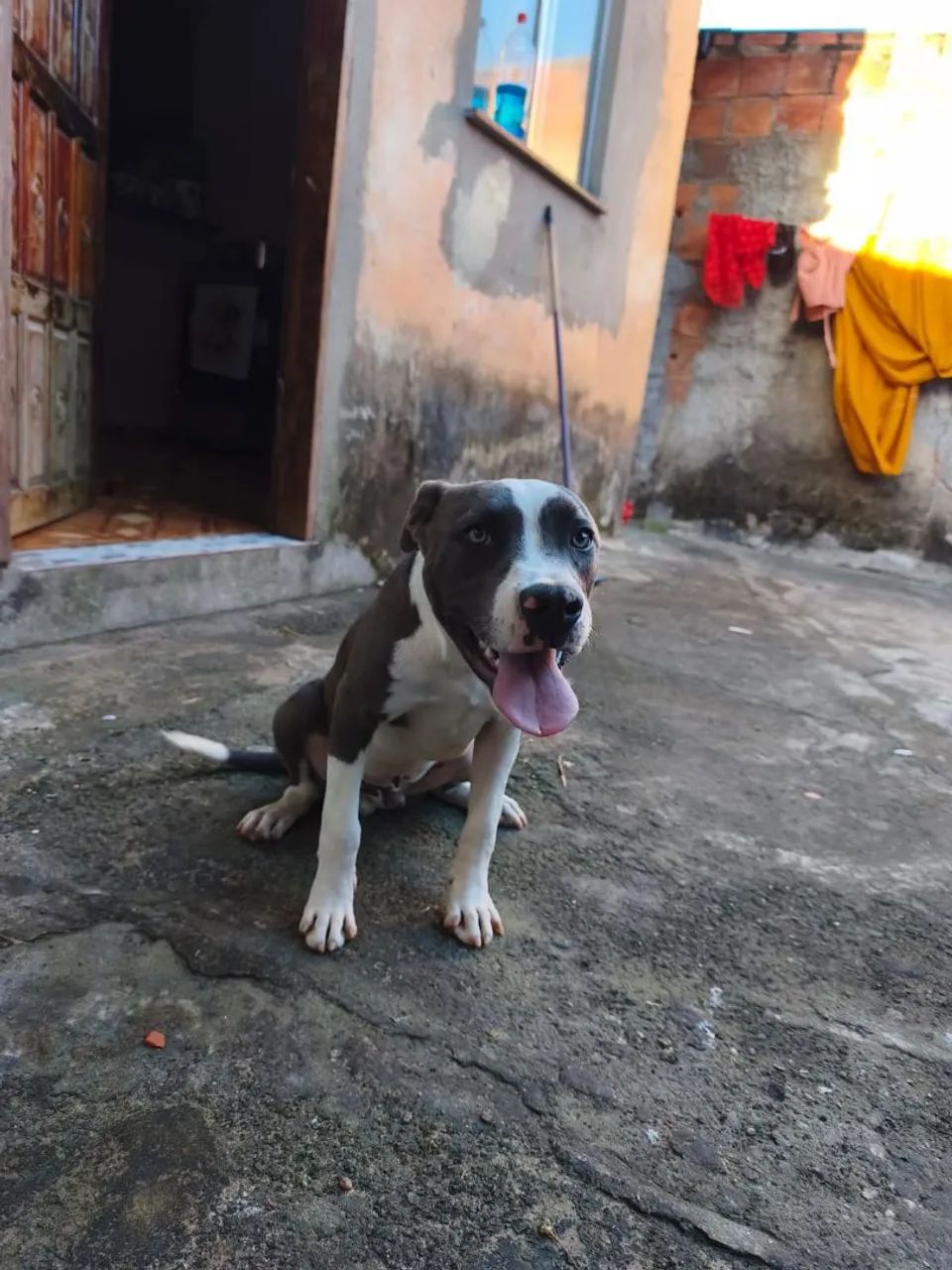 Filhote de pitbull  - Foto 2