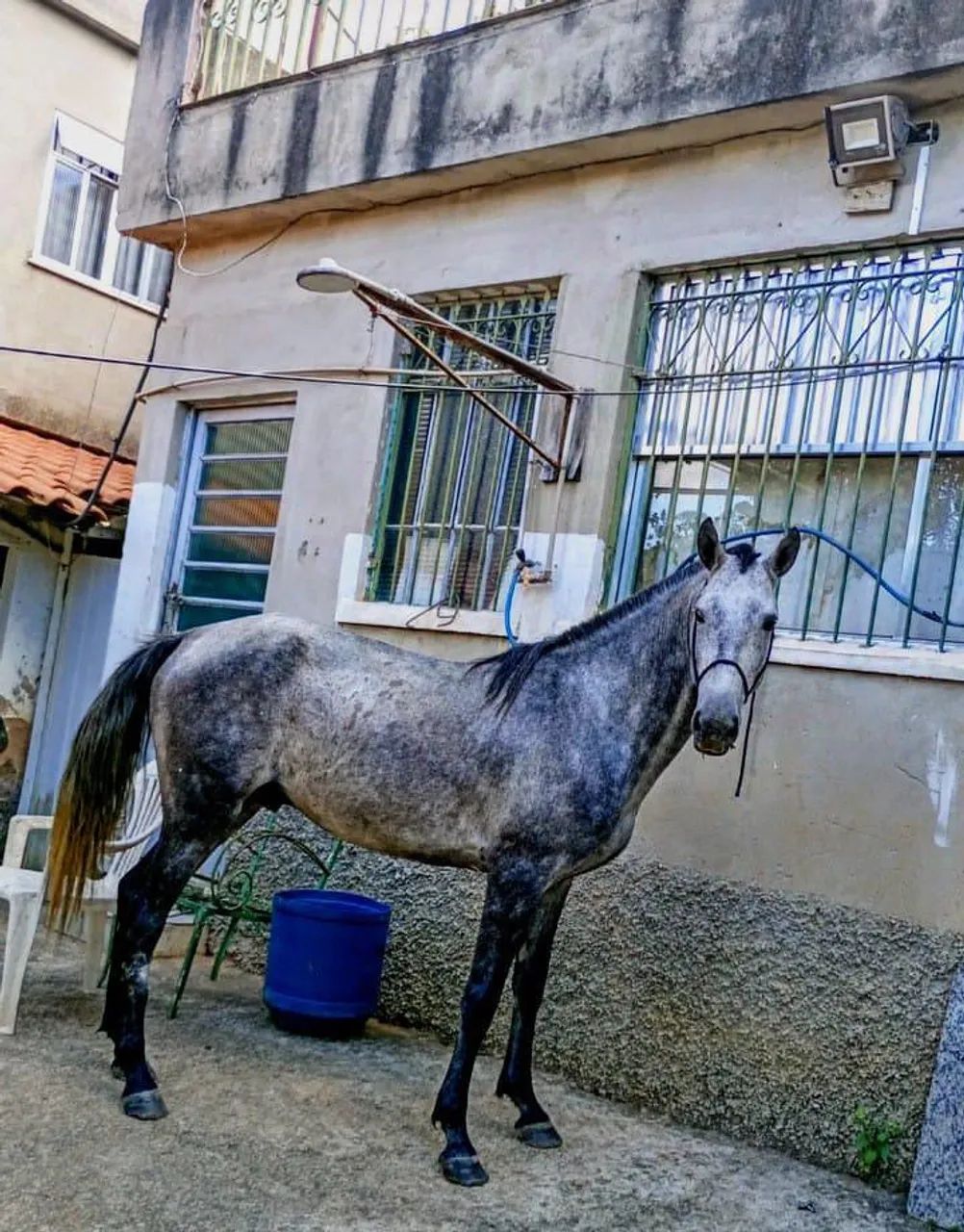 Cavalo 