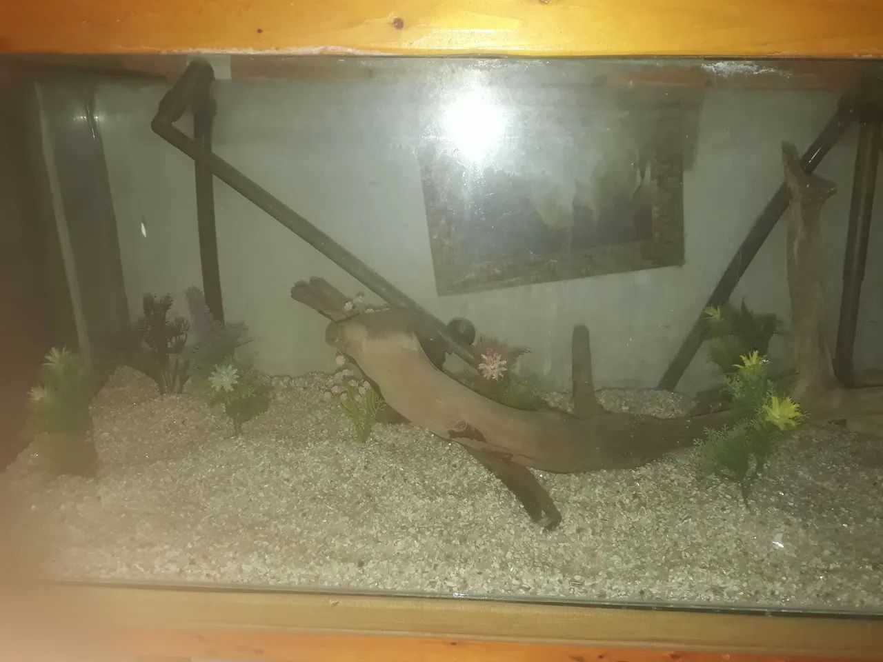 AQUÁRIO  - Foto 4