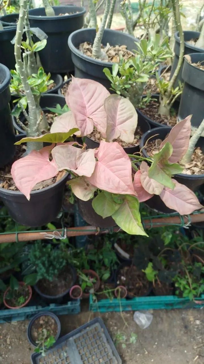 Sigonio Rosa compro no atacado