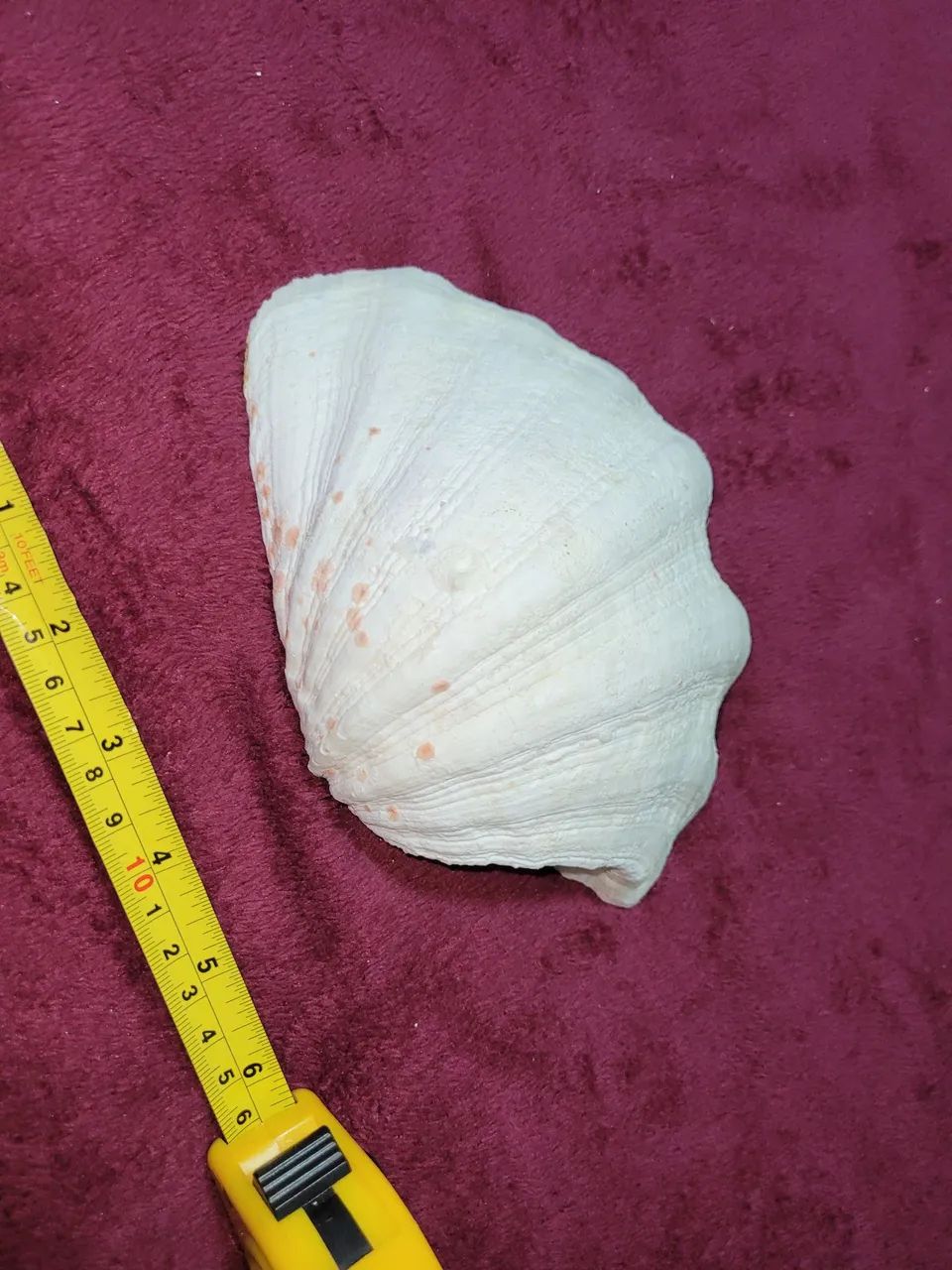 Conchas Hippopus hippopus grande com uma ponta quebrada - Foto 2