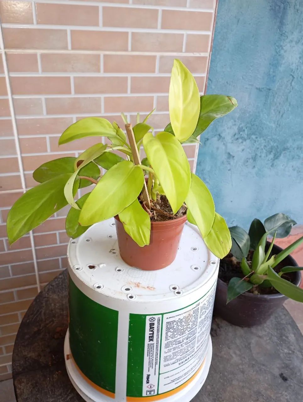 Plantas e sementes 