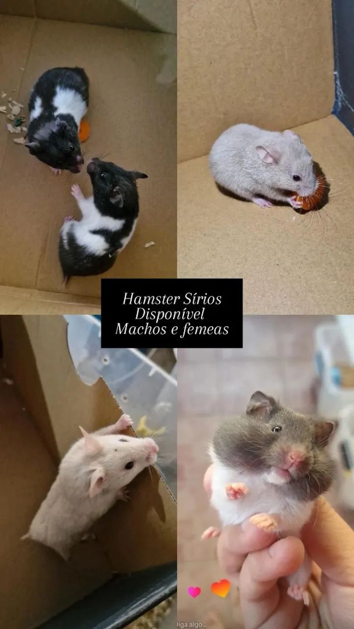 Hamster - Foto 2