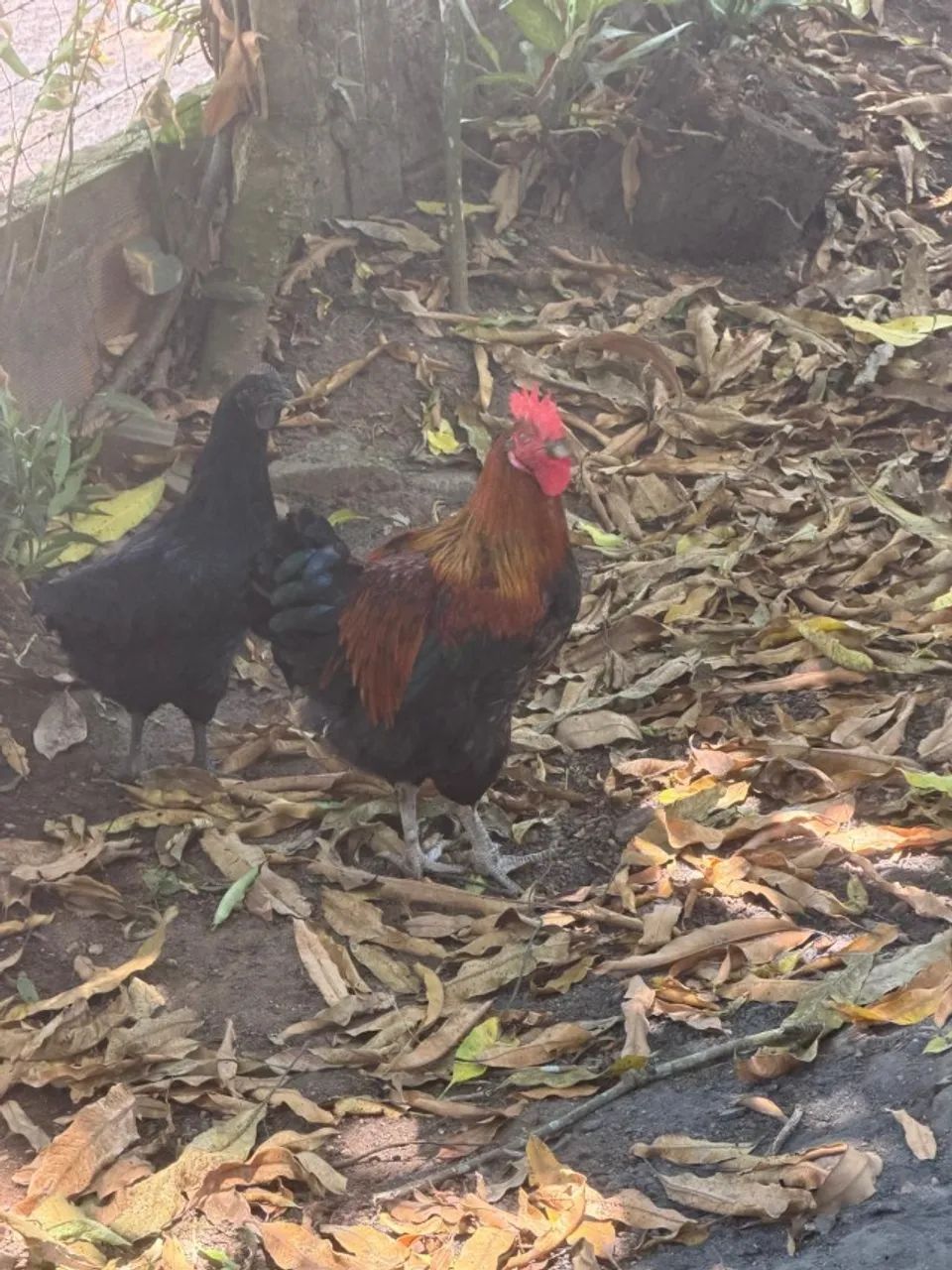 Vendo galinhas e galos - Foto 2