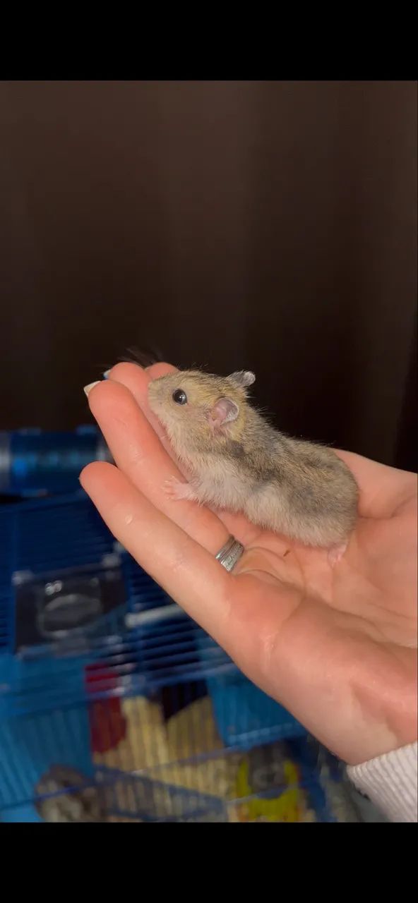 vendo filhote de hamster  - Foto 3