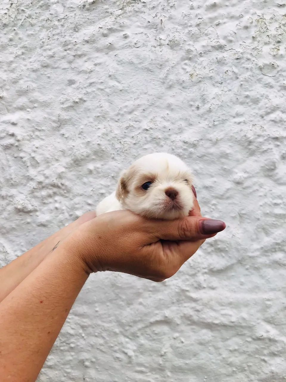 Filhotes de Shih Tzu a venda  - Foto 3