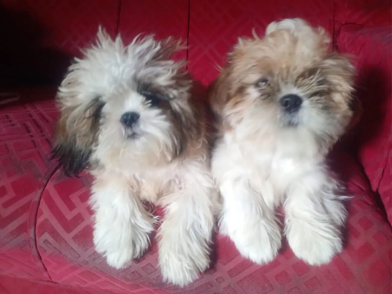 Filhotes SHIH TZU - Foto 5