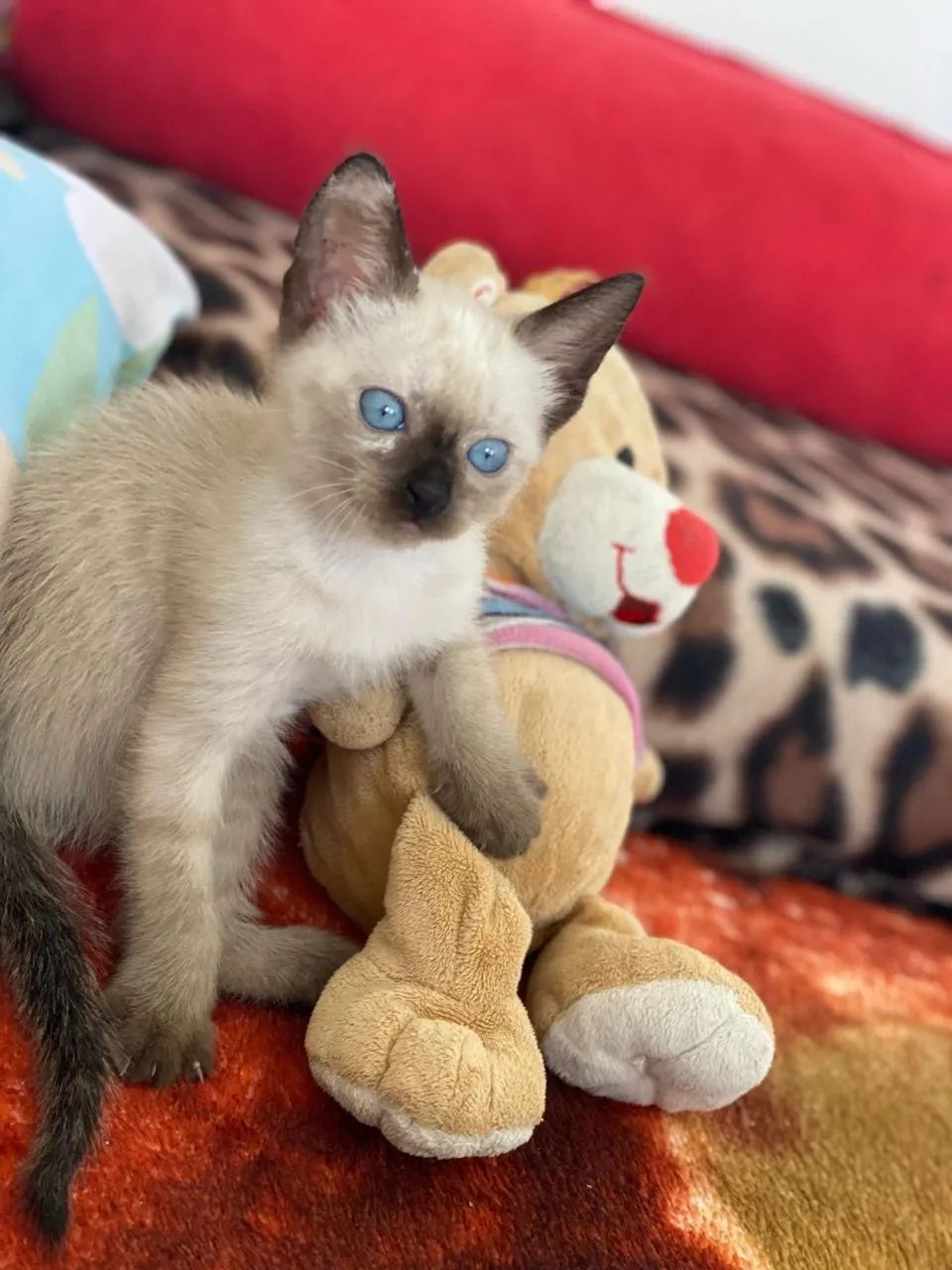 Gato siamês  - Foto 2