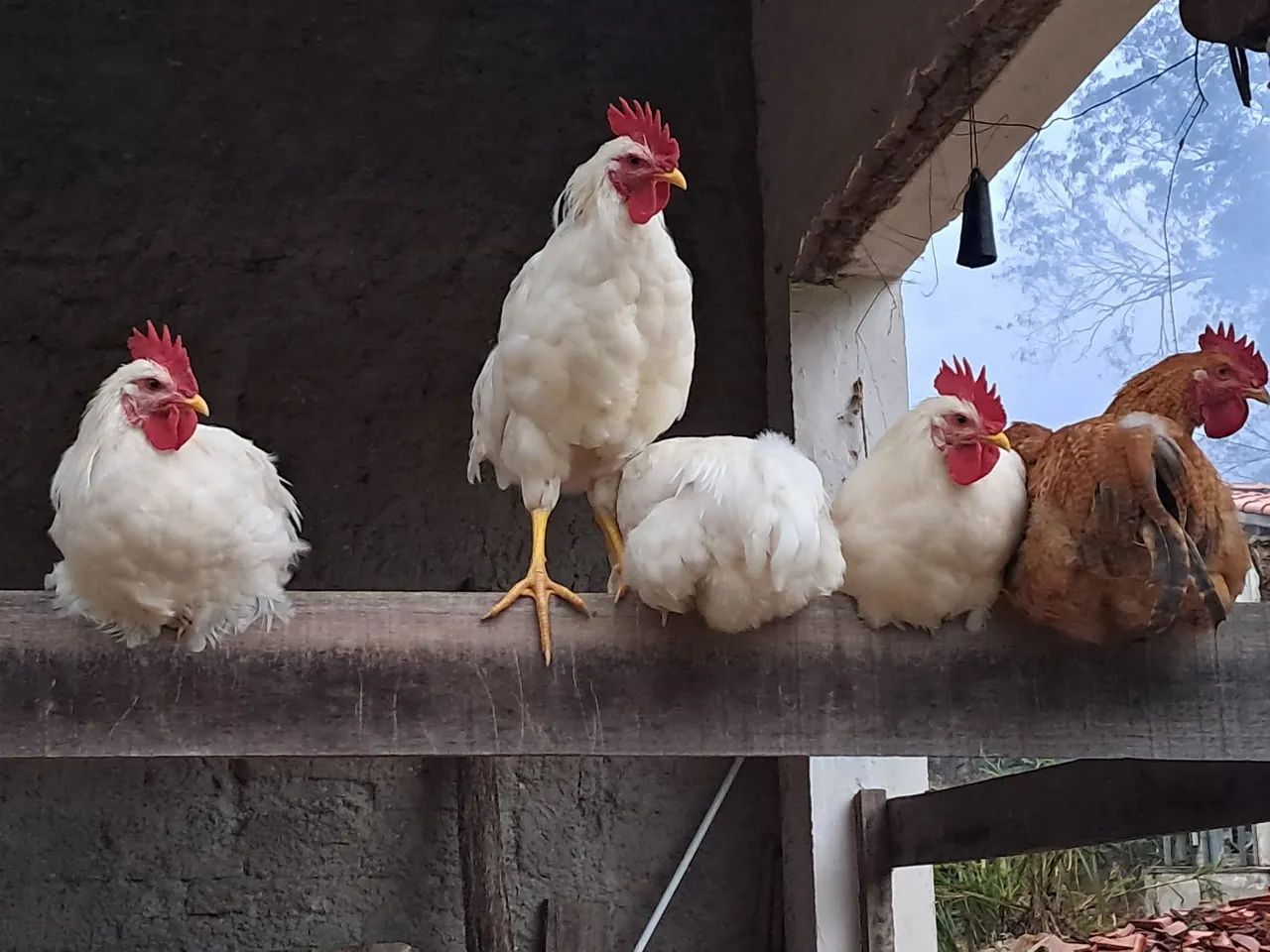 Frango  - Foto 2