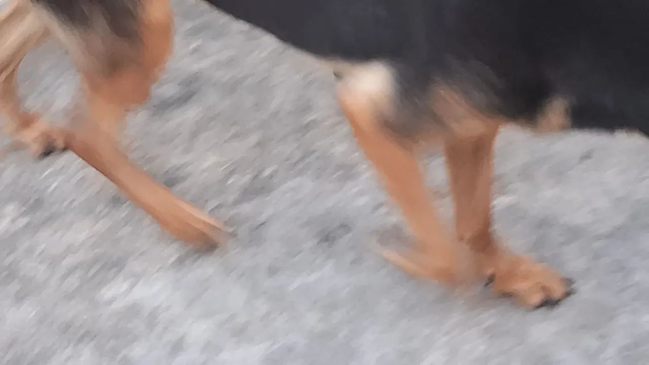 Cachorra pastor alemão  - Foto 4
