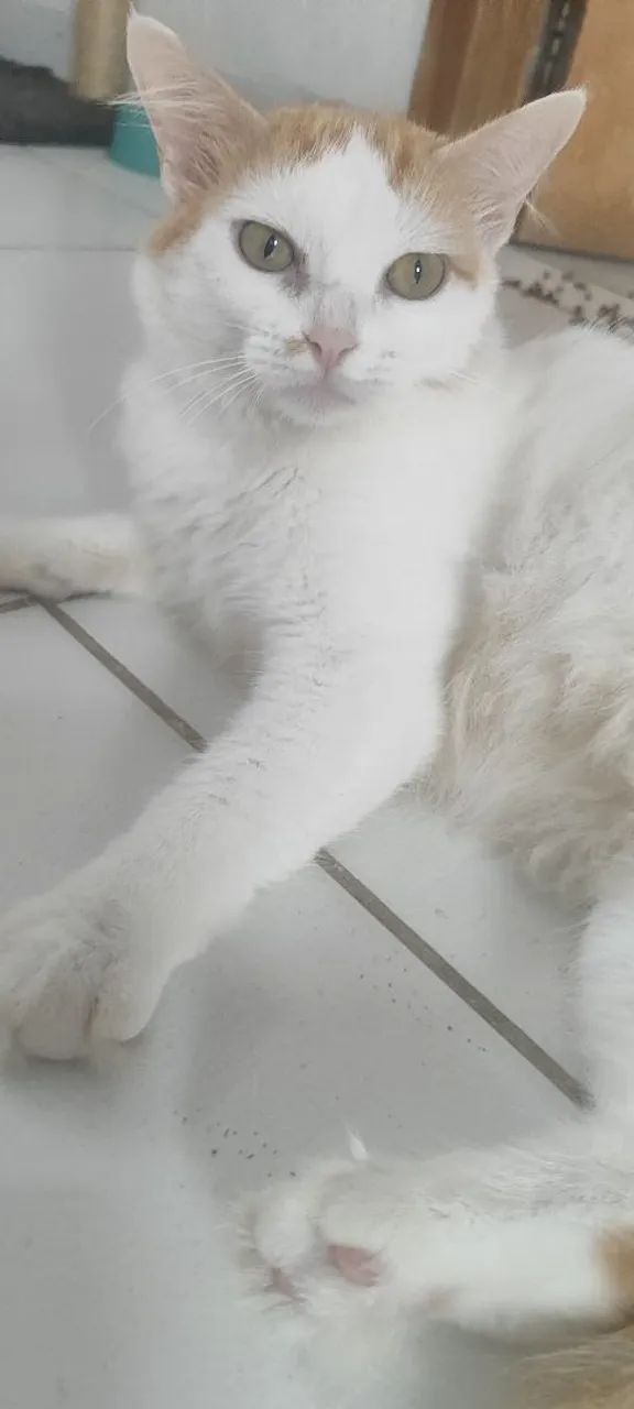 Gata Laranja, castrada  - Foto 4