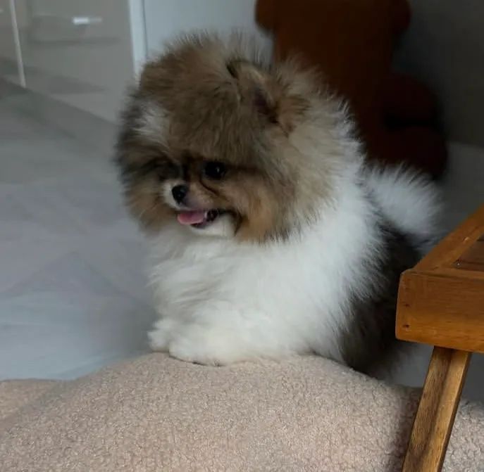 Spitz alemão  - Foto 3