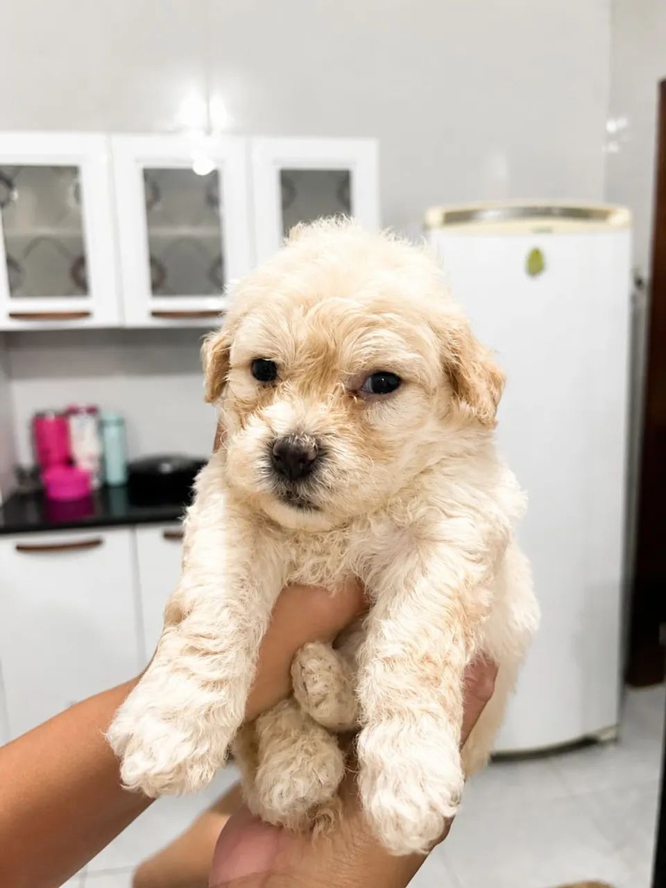 Poodle Toy