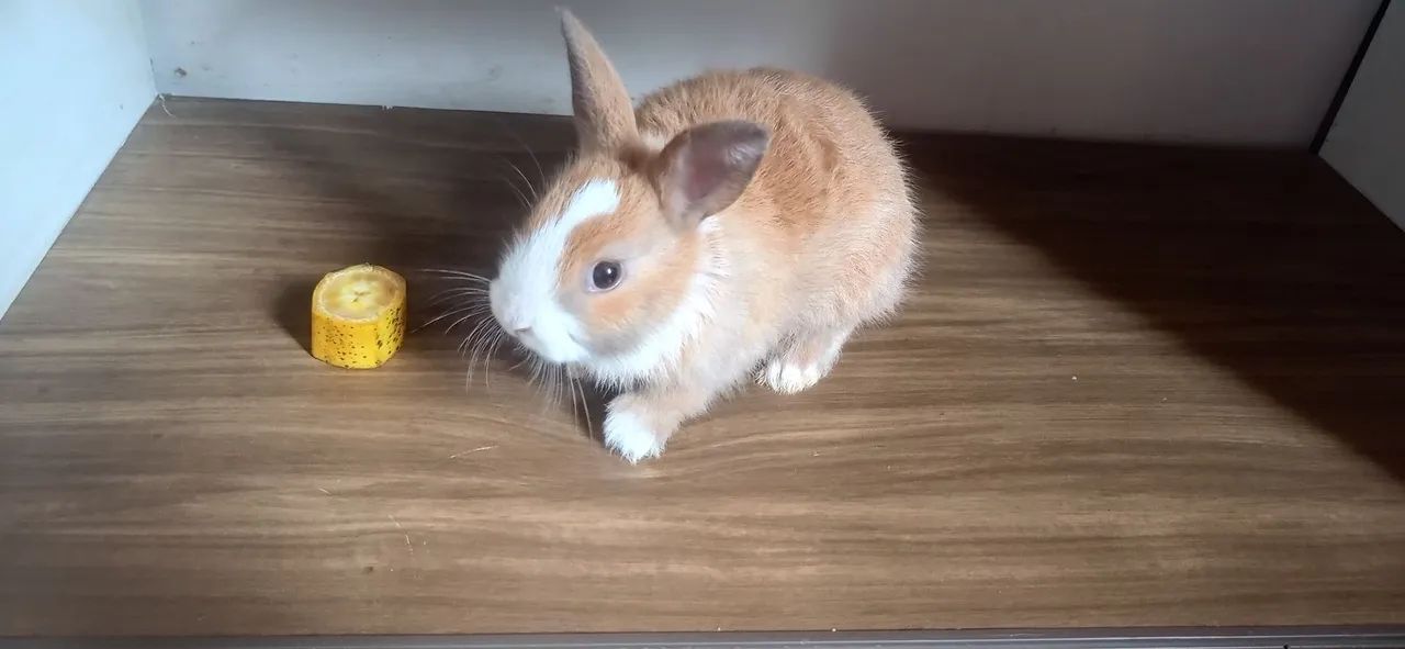 Vendo filhote de mini coelho  - Foto 5