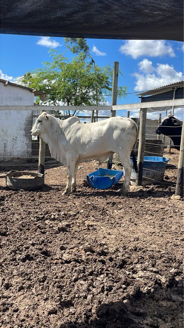 Garrote Nelore com muita genética 