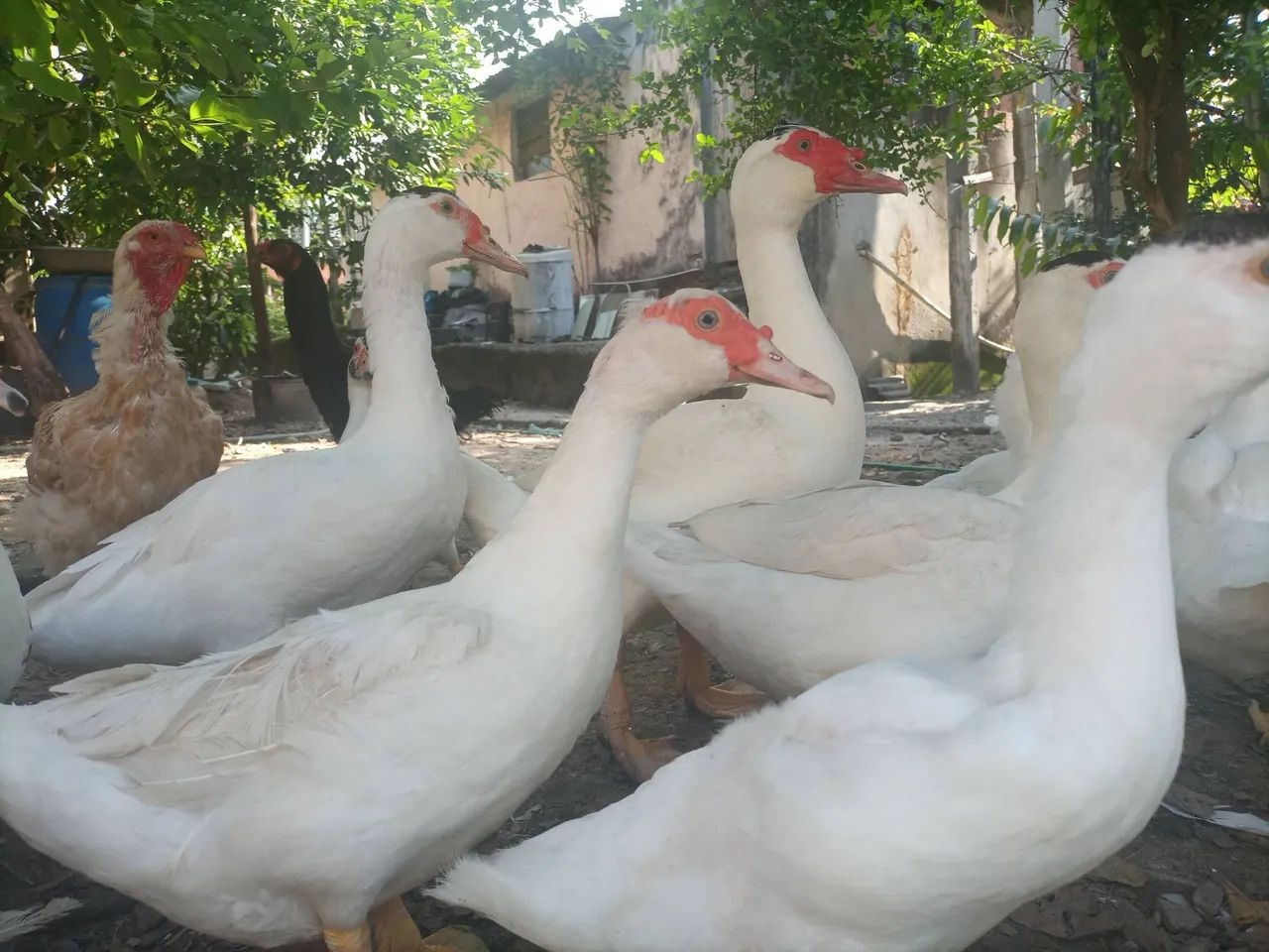 Patos ! - Foto 5