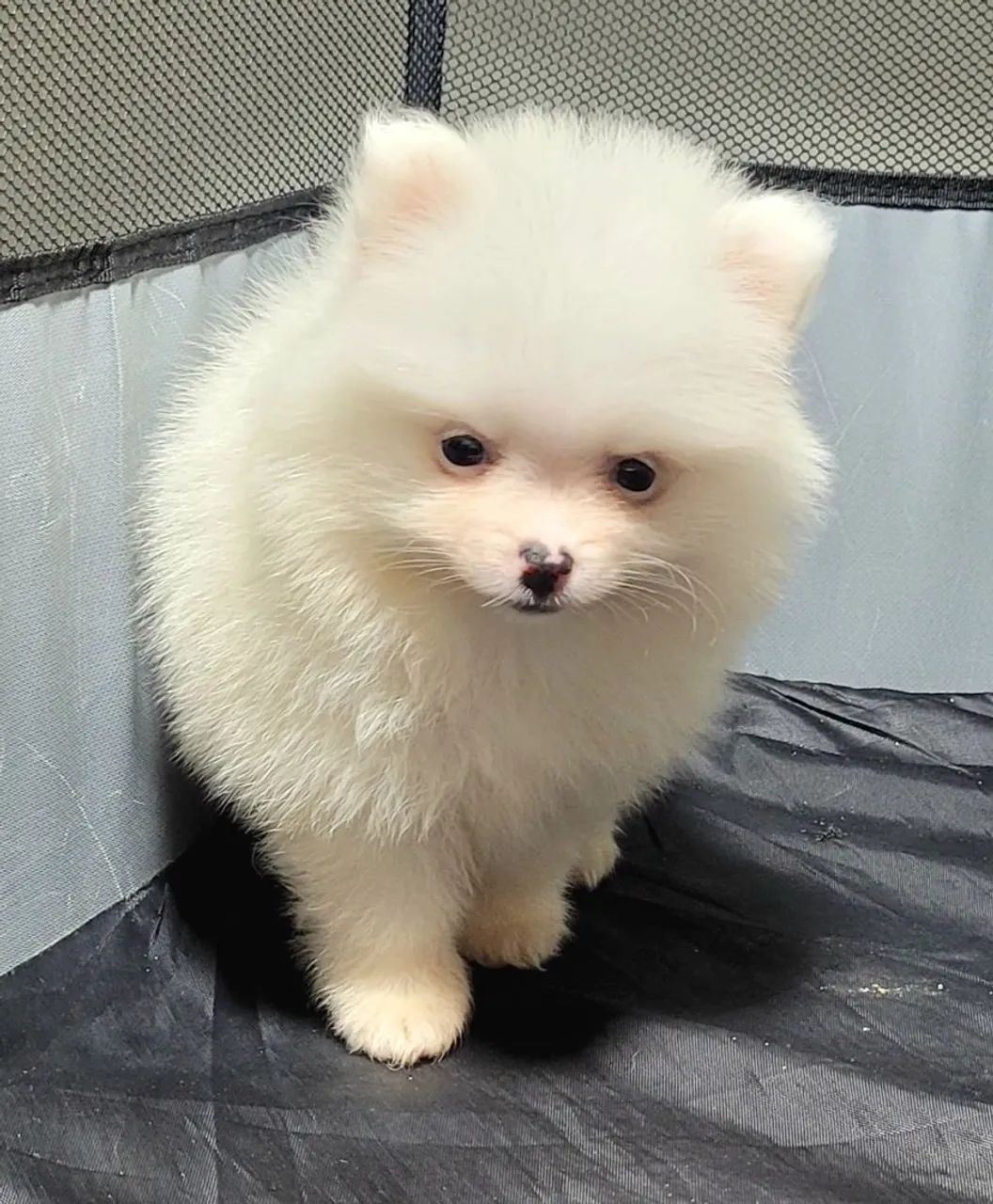 Spitz alemão mini - Foto 2