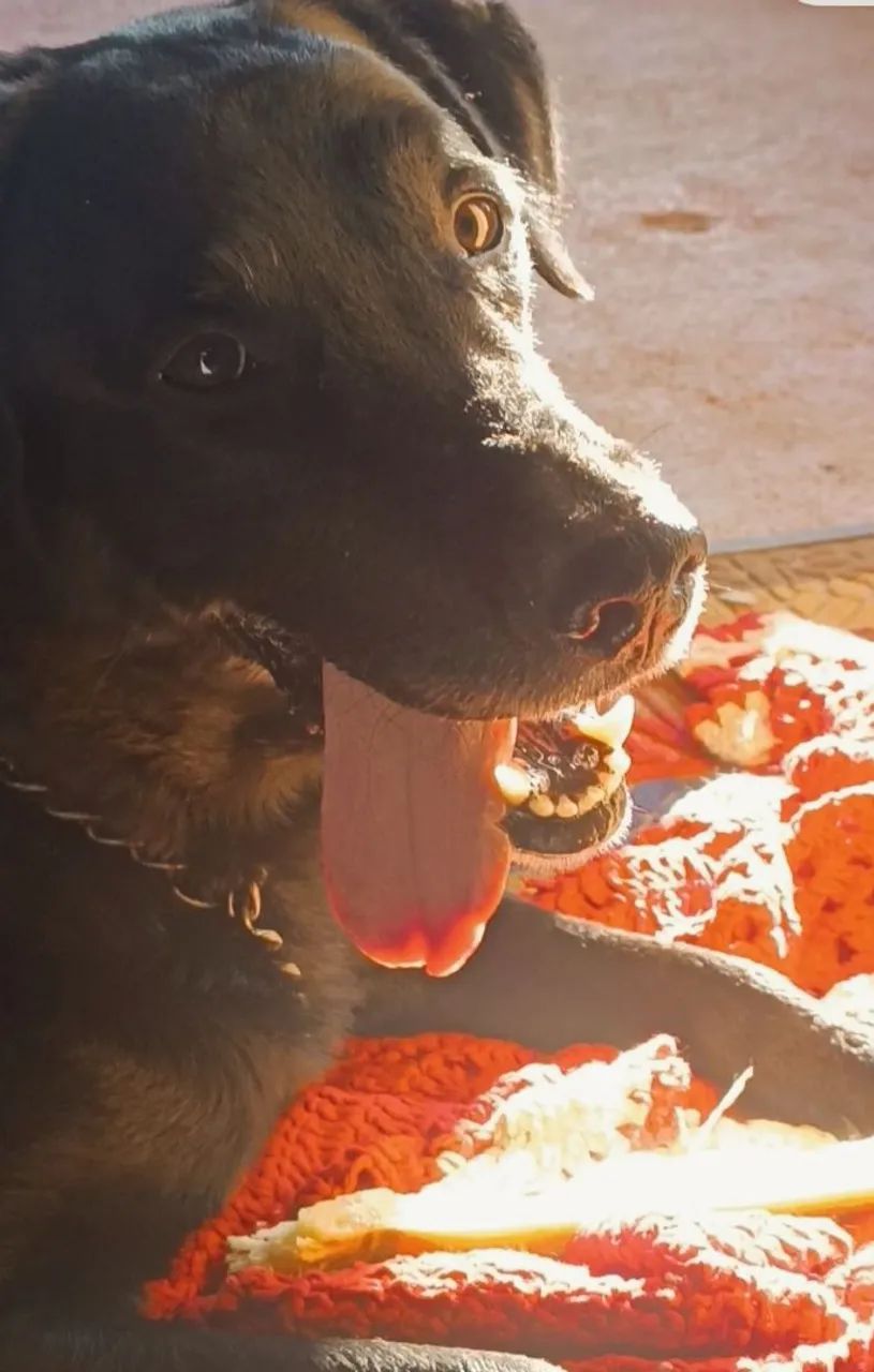 Doação de Labrador preto - Foto 5