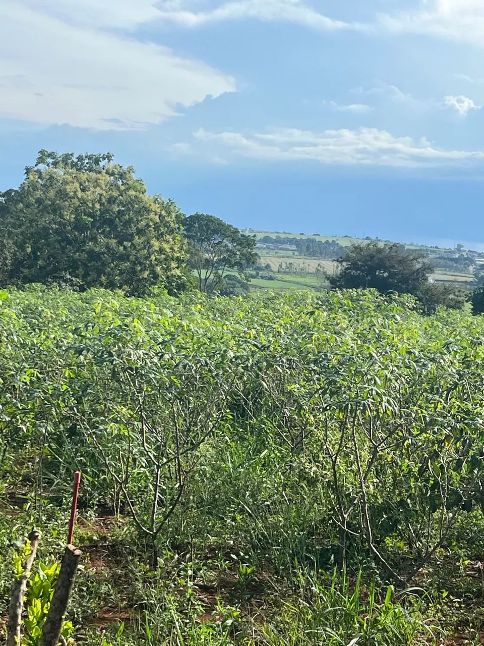 Mandiocal - Roça de mandioca - Foto 2