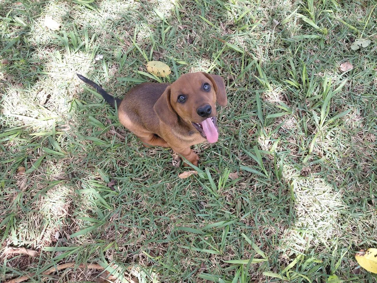 Lindo Filhote Macho de Dachshund(Basset) o Famoso Salsichinha disponível. - Foto 3