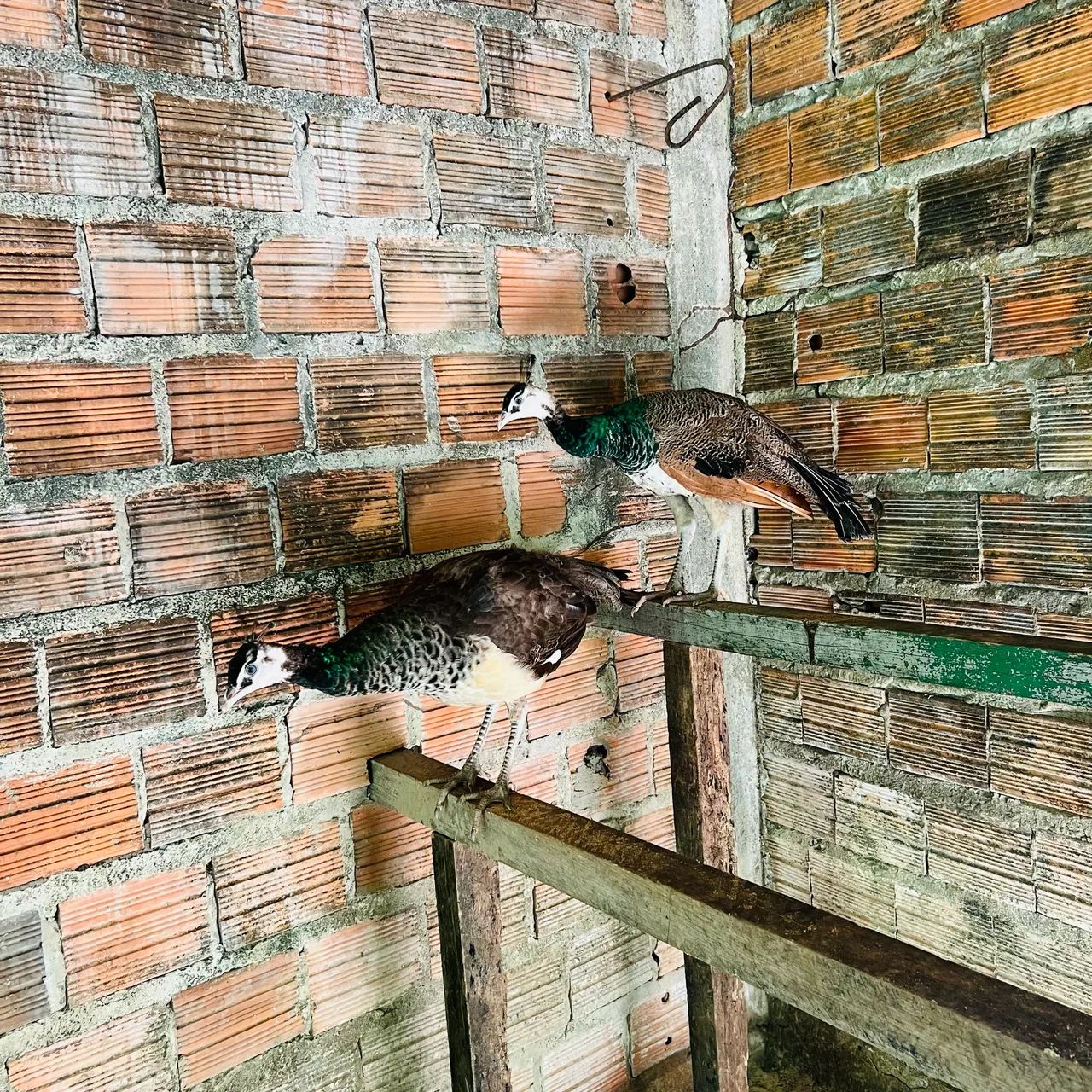 ? PAV ÕES E PERUS À VENDA! ? - Foto 2
