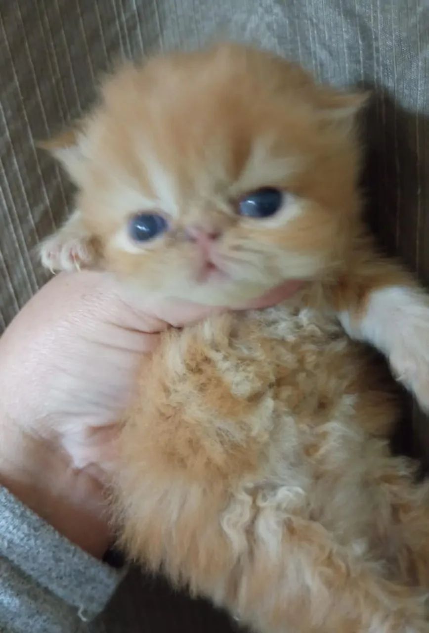 Bebê Persa - Foto 2