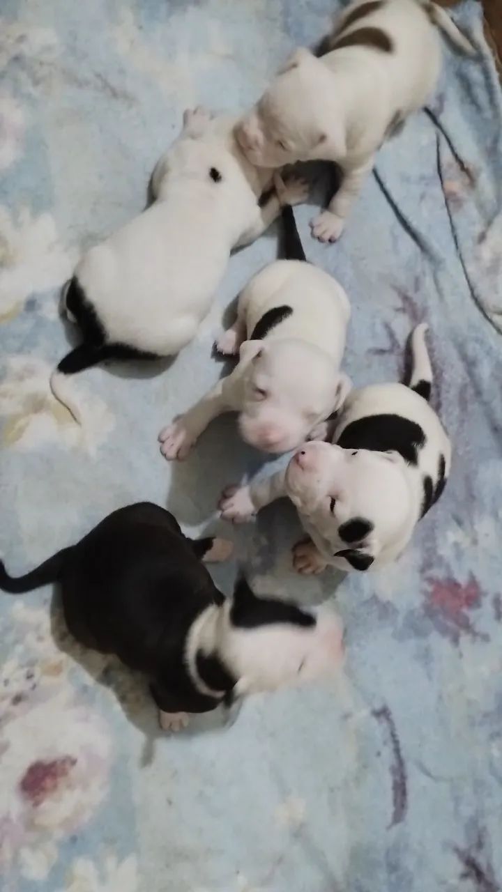 Pitbull  - Foto 2