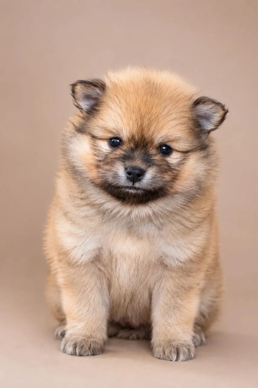 spitz alemão