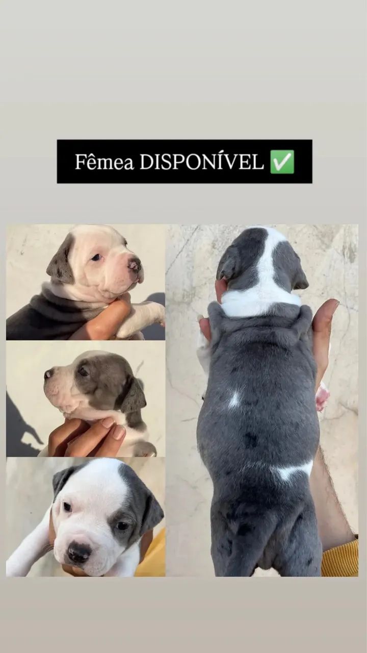American bully standart  - Foto 2