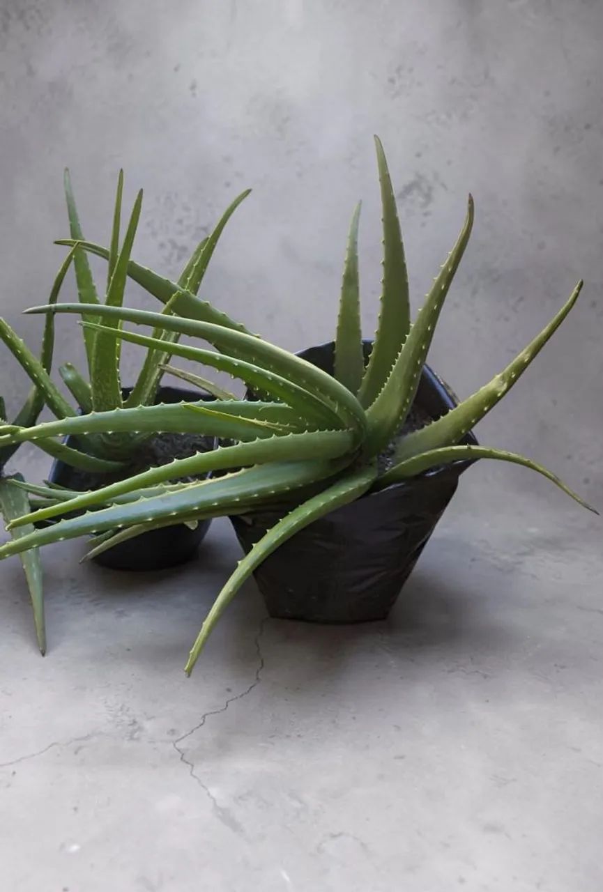 Aloe Vera (Babosa) - Foto 5