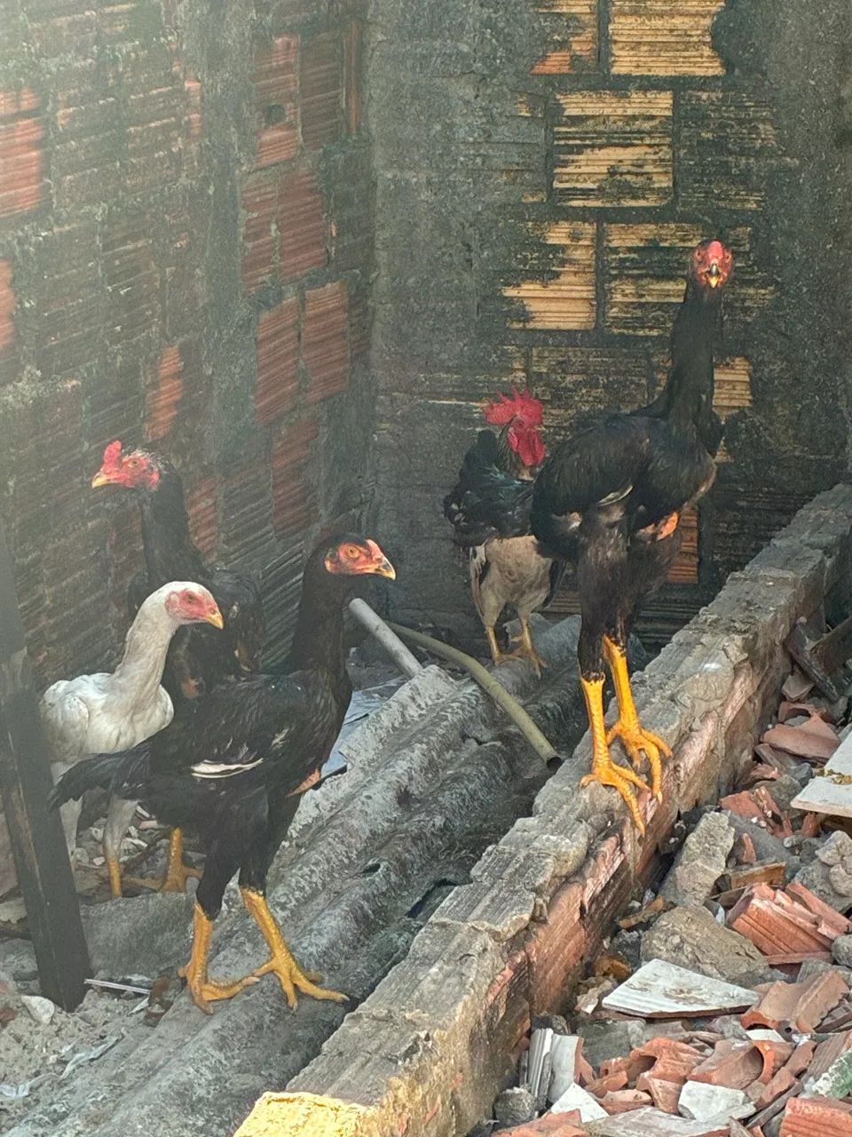 Frango e galinha - Foto 3