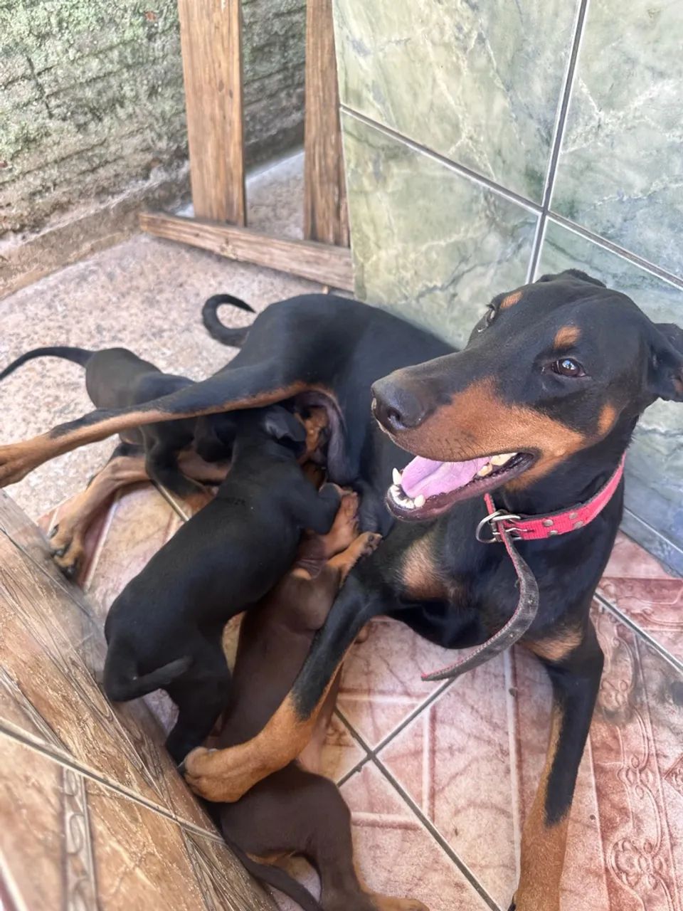 doberman filhotes