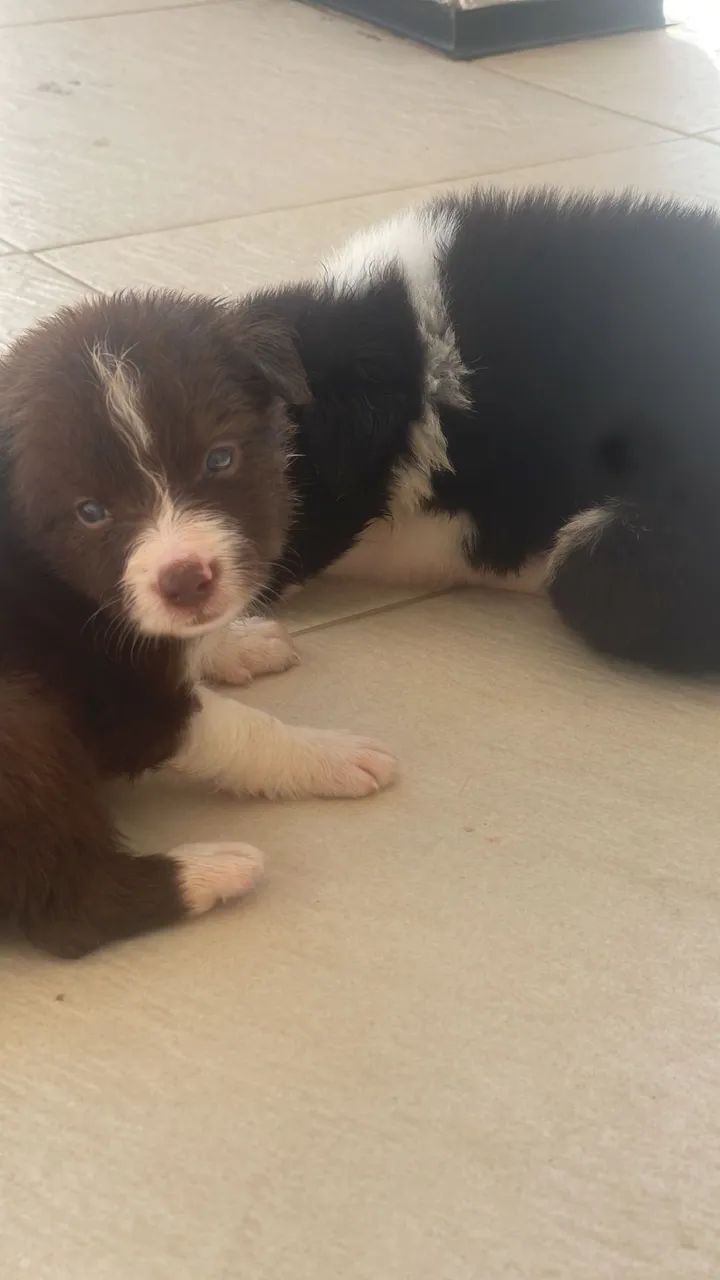 VENDO BORDER COLLIE  - Foto 5