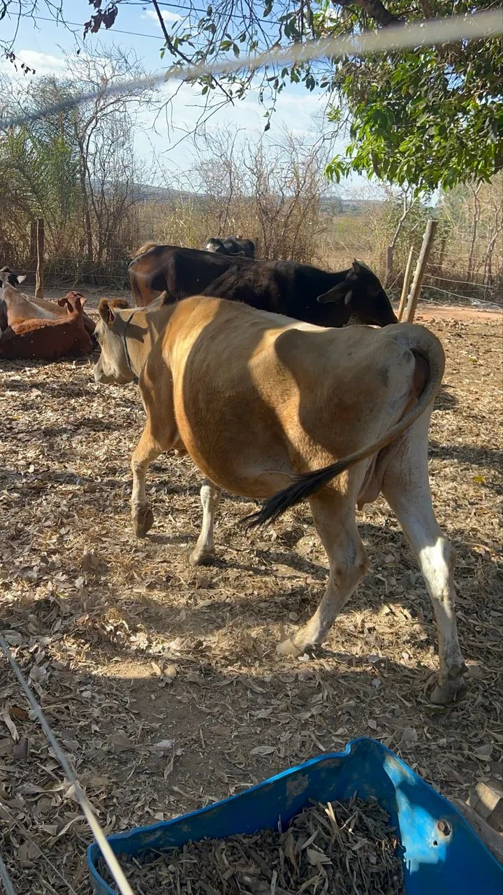 Vaca e novilha Jersey 
