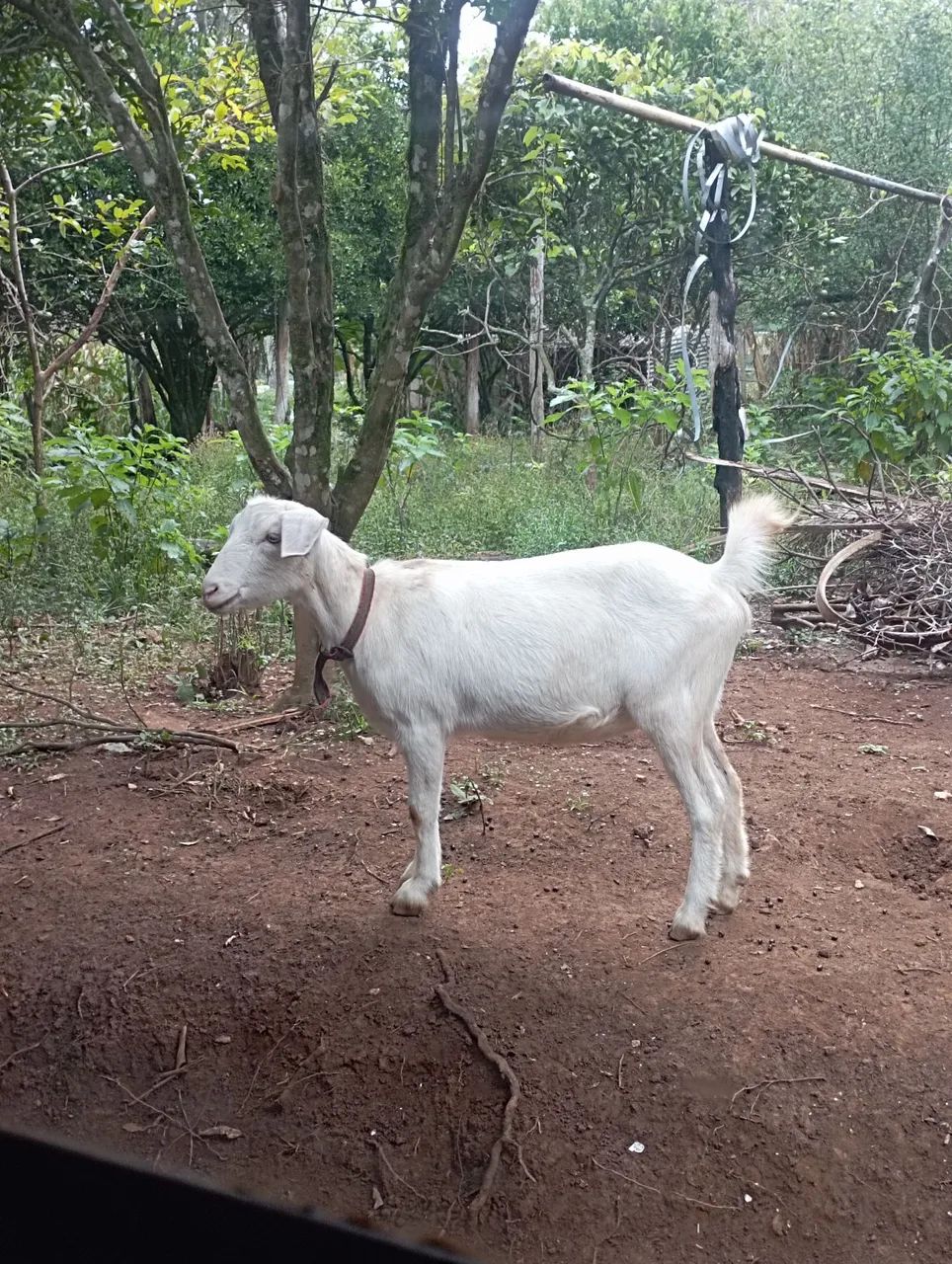 CABRA SAANEN RAÇA SUÍÇA LEITEIRA 