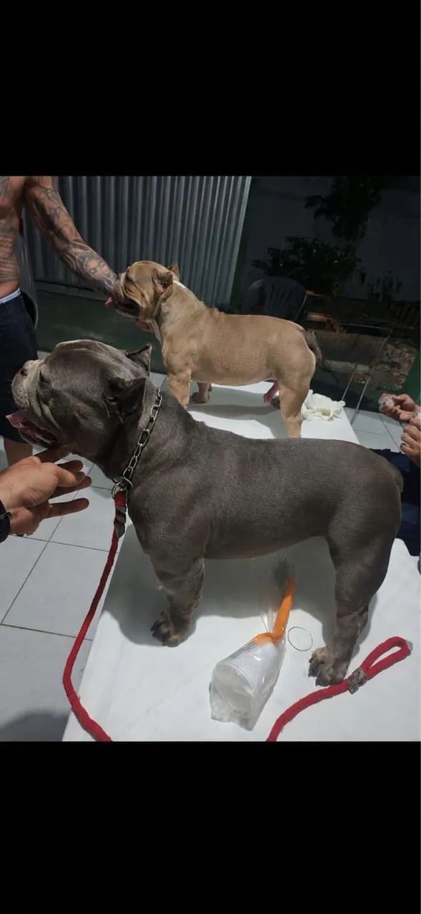 American bully micro  - Foto 2