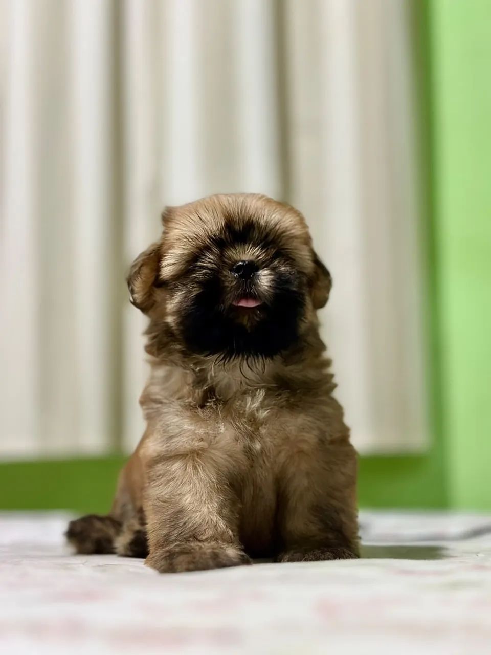 Filhotes de Shihtzu 