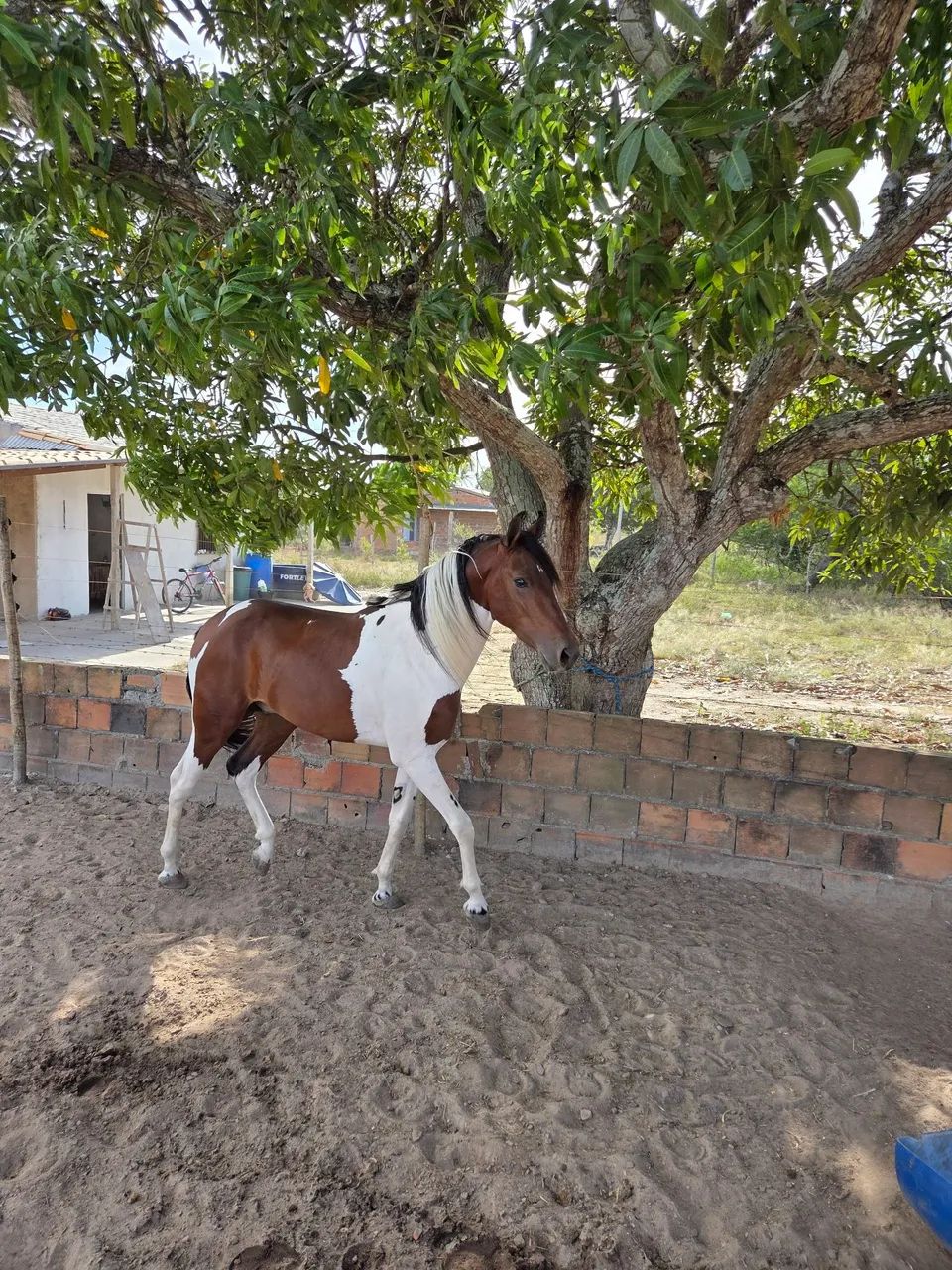 Cavalo - Foto 3