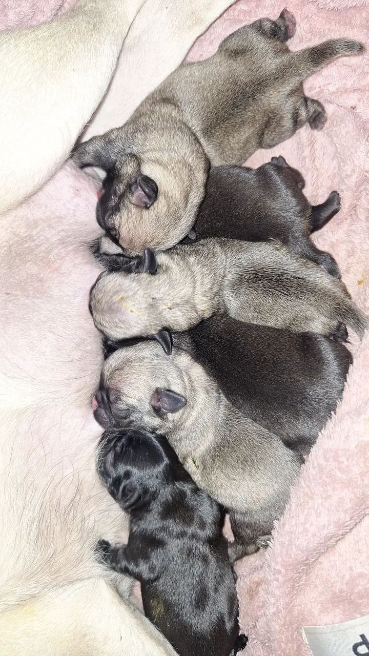 PUGS filhotes - Foto 5