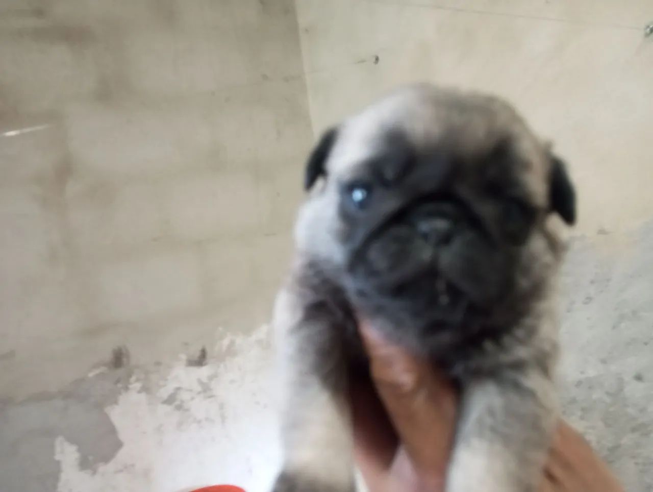 Lindos filhotes pug  - Foto 5