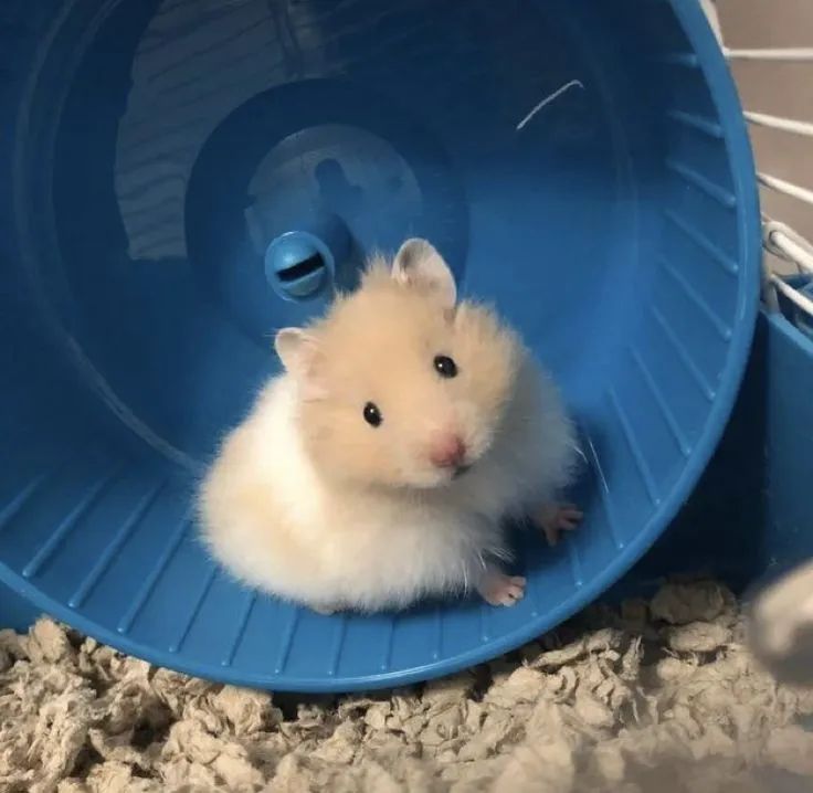 Hamster  - Foto 4
