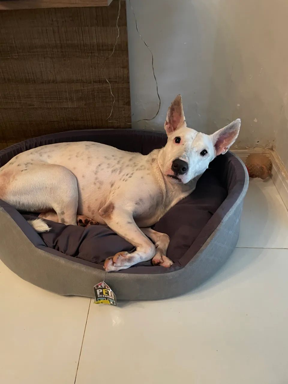 Adoção responsável  - Foto 5
